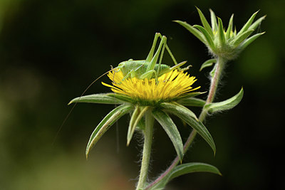 BUITEN BEELD Foto: 325516