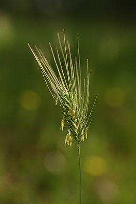 BUITEN BEELD Foto: 325523