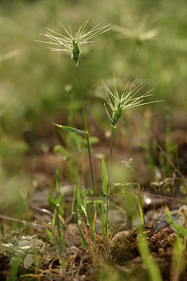 BUITEN BEELD Foto: 325524