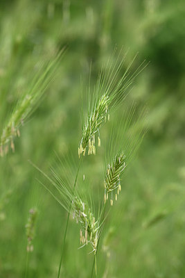 BUITEN BEELD Foto: 325525