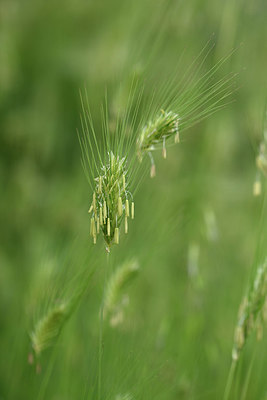 BUITEN BEELD Foto: 325526