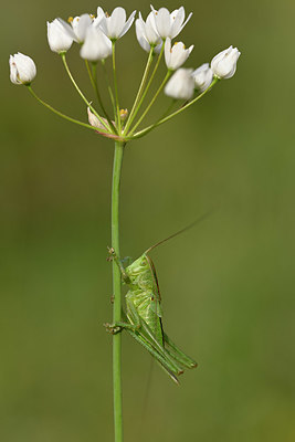 BUITEN BEELD Foto: 325529