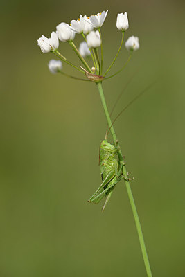 BUITEN BEELD Foto: 325530