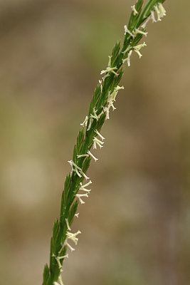 BUITEN BEELD Foto: 325532