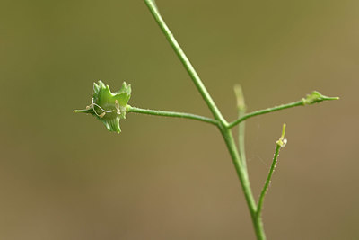 BUITEN BEELD Foto: 325533
