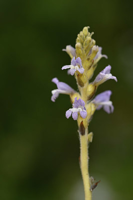 BUITEN BEELD Foto: 325535