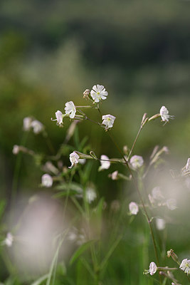 BUITEN BEELD Foto: 325541