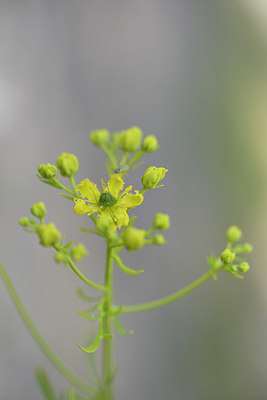 BUITEN BEELD Foto: 325547