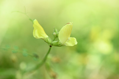 BUITEN BEELD Foto: 325564