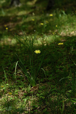 BUITEN BEELD Foto: 325567