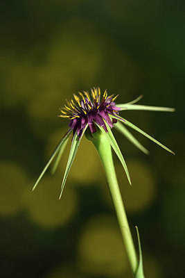 BUITEN BEELD Foto: 325612