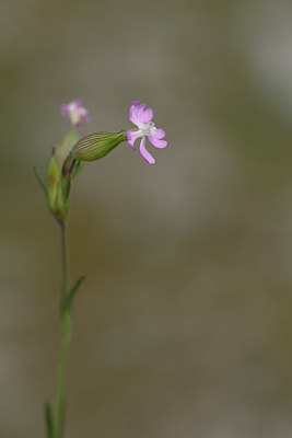 BUITEN BEELD Foto: 325626