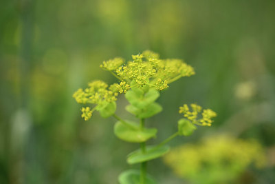 BUITEN BEELD Foto: 325638