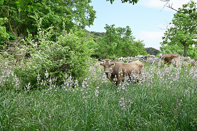 BUITEN BEELD Foto: 325643