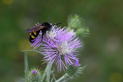 BUITEN BEELD Foto: 325654