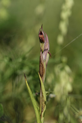 BUITEN BEELD Foto: 325678