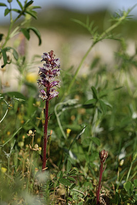 BUITEN BEELD Foto: 325680