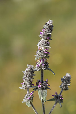 BUITEN BEELD Foto: 325694
