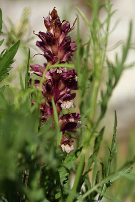 BUITEN BEELD Foto: 325695