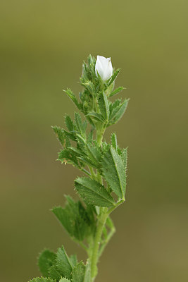 BUITEN BEELD Foto: 325736