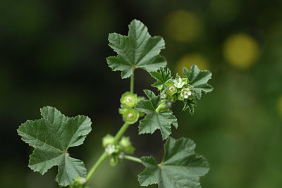 BUITEN BEELD Foto: 325738