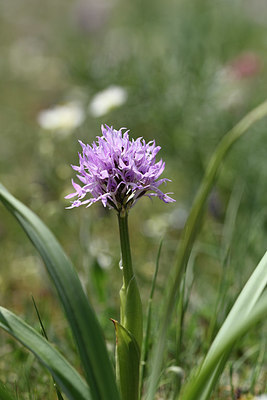BUITEN BEELD Foto: 325751