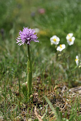 BUITEN BEELD Foto: 325752
