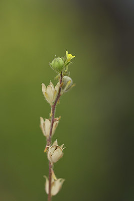 BUITEN BEELD Foto: 325807