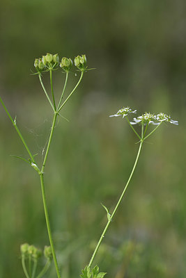 BUITEN BEELD Foto: 325811