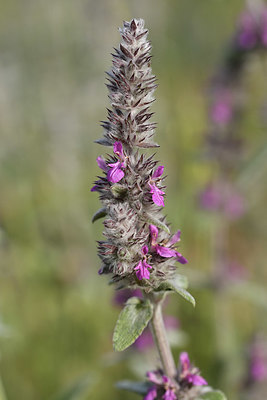 BUITEN BEELD Foto: 325835