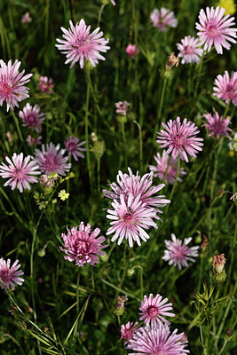 BUITEN BEELD Foto: 325844