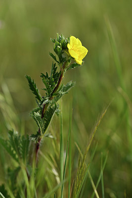 BUITEN BEELD Foto: 325845