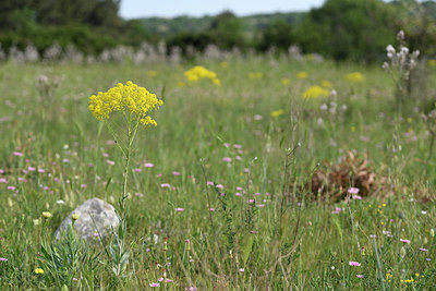 BUITEN BEELD Foto: 325846