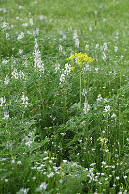 BUITEN BEELD Foto: 325856