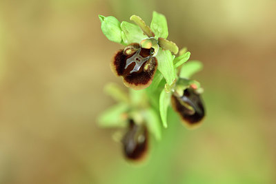 BUITEN BEELD Foto: 325869