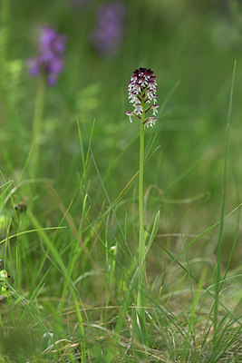 BUITEN BEELD Foto: 325876