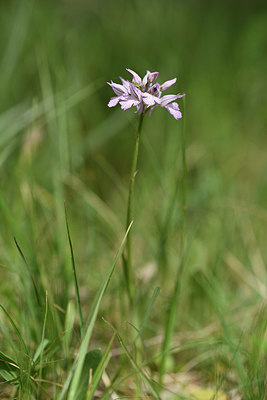 BUITEN BEELD Foto: 325877