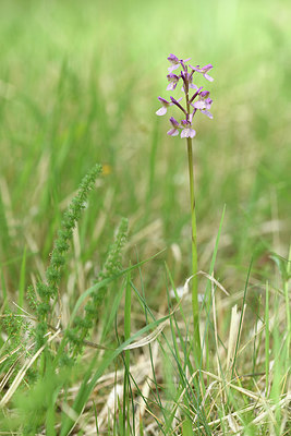 BUITEN BEELD Foto: 325878