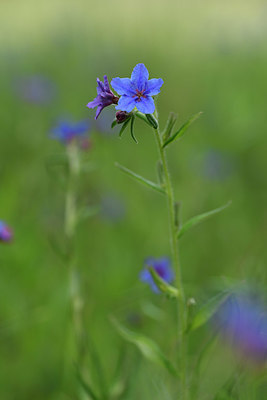 BUITEN BEELD Foto: 325879