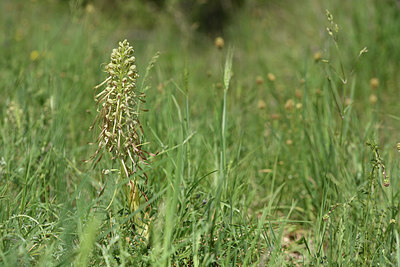 BUITEN BEELD Foto: 325885