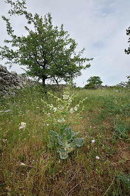 BUITEN BEELD Foto: 325914