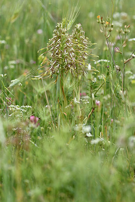 BUITEN BEELD Foto: 325924