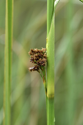 BUITEN BEELD Foto: 325953