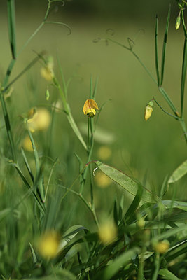 BUITEN BEELD Foto: 325993