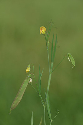 BUITEN BEELD Foto: 325994