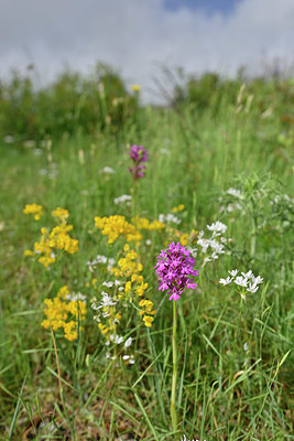 BUITEN BEELD Foto: 326010