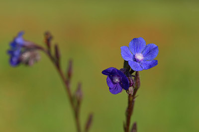 BUITEN BEELD Foto: 326017