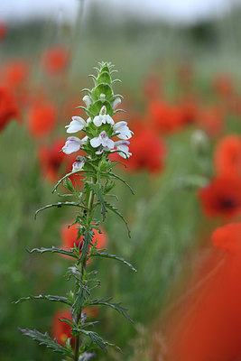 BUITEN BEELD Foto: 326021