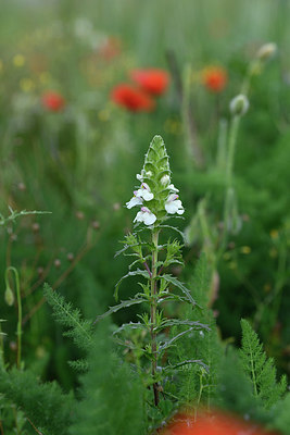 BUITEN BEELD Foto: 326024