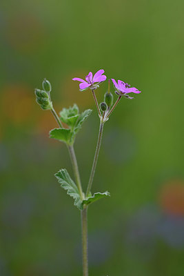 BUITEN BEELD Foto: 326033